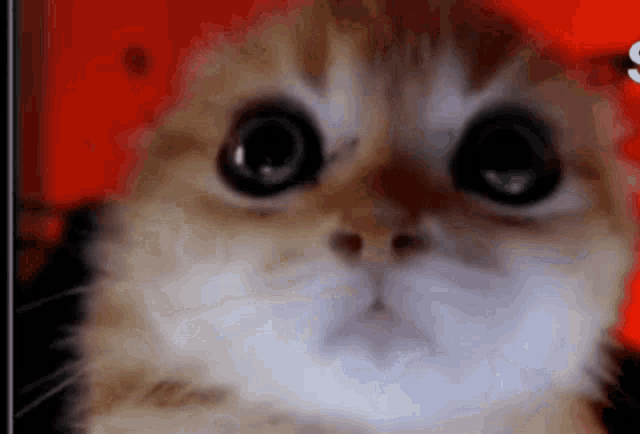 a close up of a cat 's face with big eyes looking at the camera .