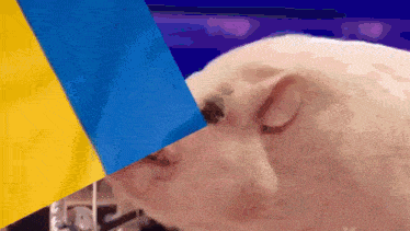 a pig sniffing a blue and yellow flag