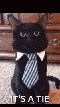 a black cat wearing a blue and white striped tie
