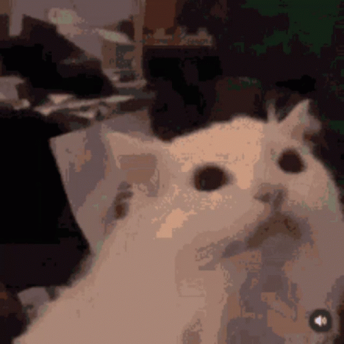Cat Snaps GIF - Cat Snaps GIFs