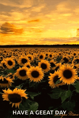 a field of sunflowers at sunset with the words have a great day eclipse moon