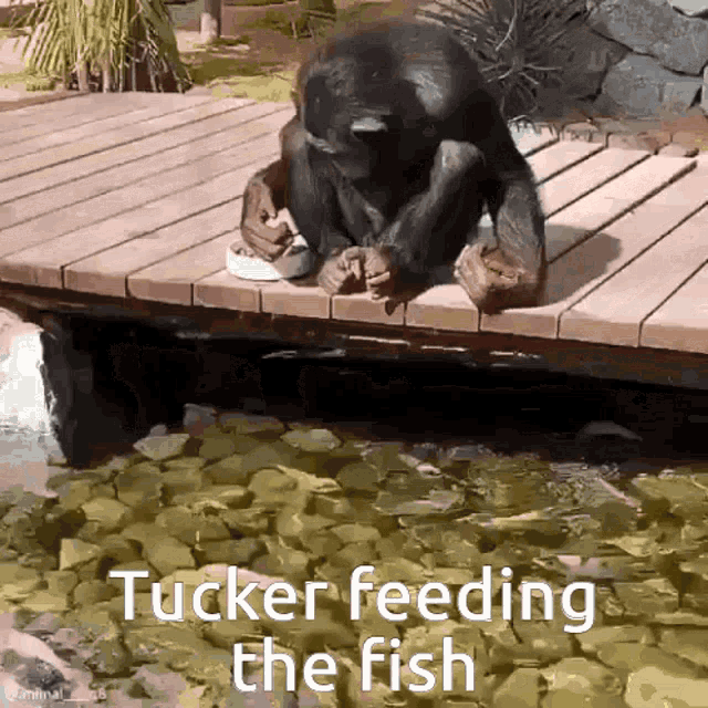 a chimpanzee sitting on a wooden deck feeding fish with the caption tucker feeding the fish
