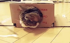 Cat Box GIF - Cat Box Transform GIFs