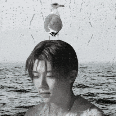 a seagull is perched on a man 's head in front of the ocean