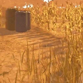 a woman is standing in a field of tall grass and looking at something