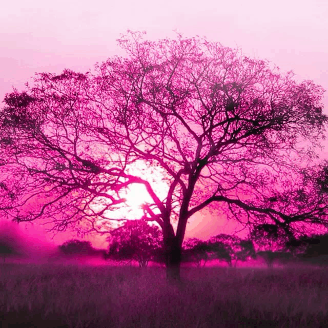 the sun is setting behind a tree in a field