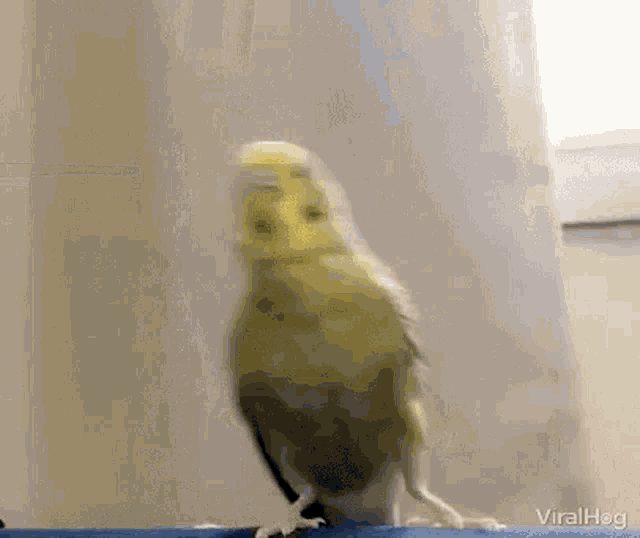 Bird Laugh GIF - Bird Laugh GIFs