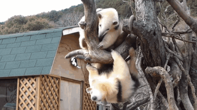two animals are hanging upside down from a tree