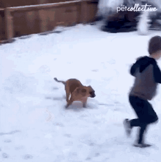 Playing The Pet Collective GIF - Playing The Pet Collective Bonding GIFs