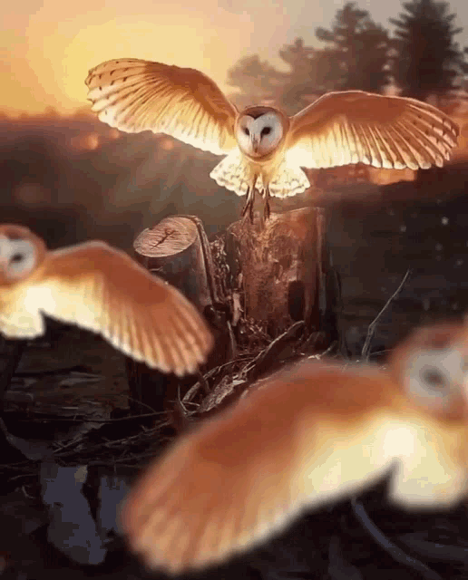 Owl Fly GIF - Owl Fly Nature GIFs