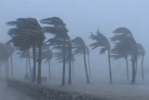 Hurricane Windy GIF - Hurricane Windy Strong Winds GIFs
