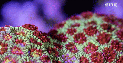 Coral Reef GIF - Coral Reef Documentary GIFs