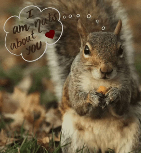 Nuts About You Animal Valentines Gifs GIF - Nuts About You Animal Valentines Gifs Cute Squirrel GIFs