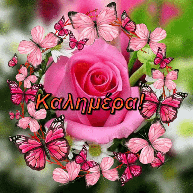 a pink rose is surrounded by pink butterflies and the words " καλημερα "