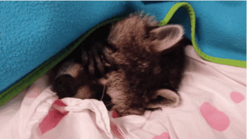 Raccoon Sleeping GIF - Raccoon Sleeping GIFs