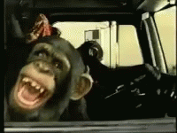 Monkey Drive GIF - Monkey Drive GIFs