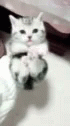 Cute Kitten GIF - Cute Kitten Thislittlepiggy GIFs
