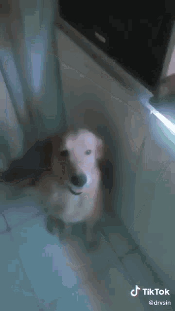 a dog is standing in a room next to a refrigerator door .