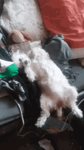 a white dog is laying on its back on a couch