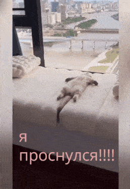 a cat is laying on its back on a couch with a view of a city