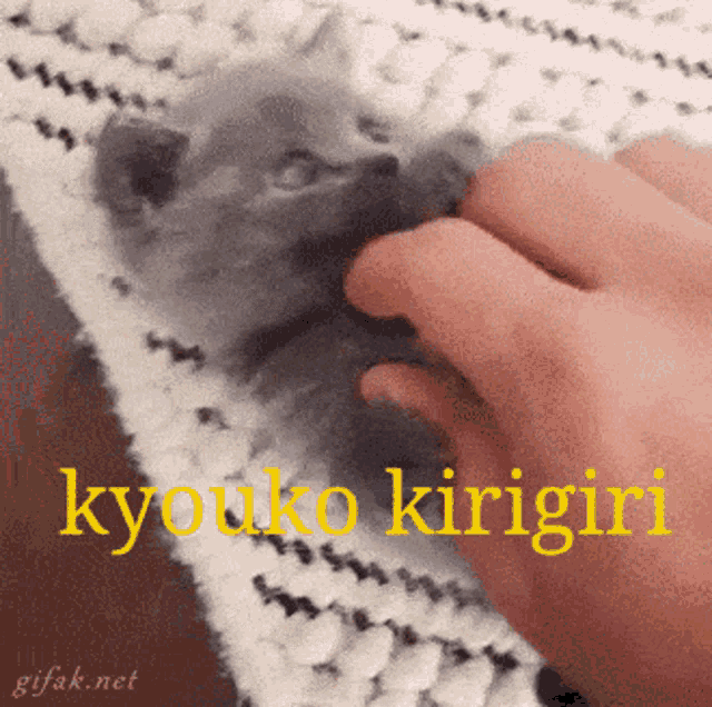 Kyoko Kyouko GIF - Kyoko Kyouko Kitten GIFs