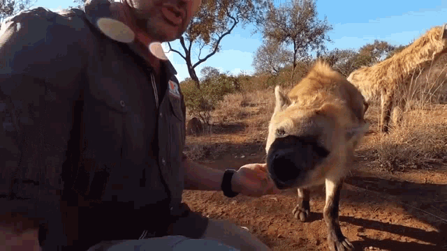 a man is petting a hyena on the nose in the wild .