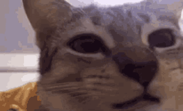 a close up of a cat 's face with a yellow shirt on .