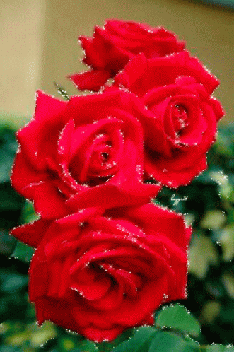 розы GIF - розы GIFs