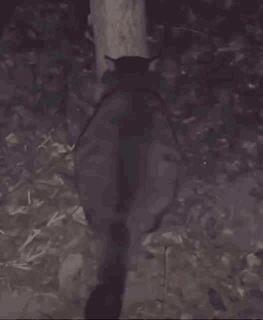 a cat 's tail is visible in a blurred photo