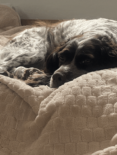 a brown and white dog is laying on a blanket