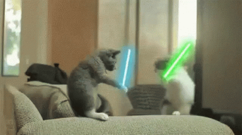 Cool Cats GIF