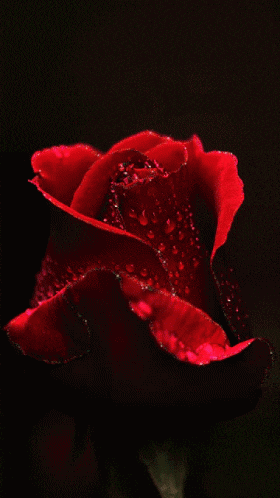 a closeup of a red rose with water drops on it