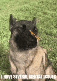 a dog with a butterfly on its nose and the words i have several mental issues below it