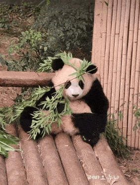 a panda bear is sitting on a wooden bench eating bamboo