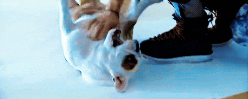 a person is playing with a dog that is laying on its back