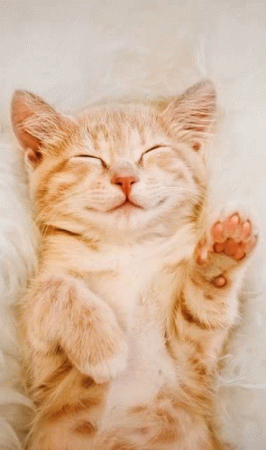 Sleep Cat GIF - Sleep Cat GIFs