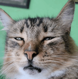 Cat Disgusting GIF - Cat Disgusting Why GIFs