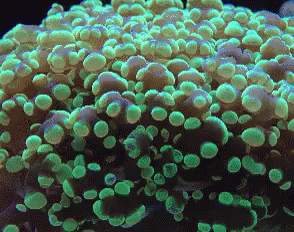 Coral GIF - Coralreef GIFs