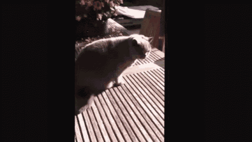 Cat On Table GIF - Cat Animal Persian GIFs