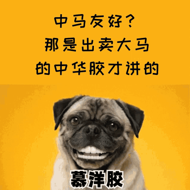 a pug dog is smiling in front of a yellow background with chinese characters