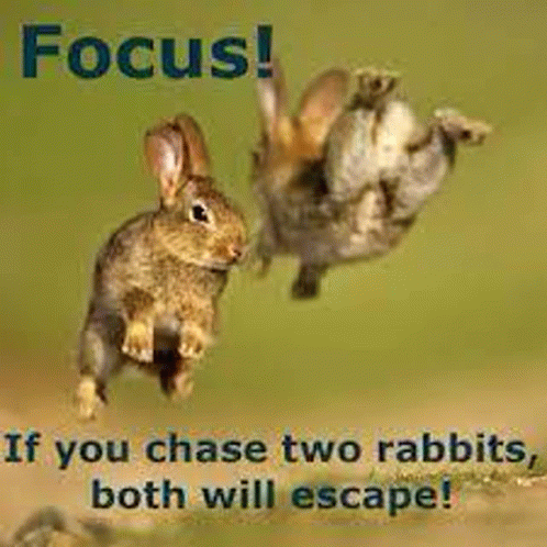 Chase Rabbits GIF - Chase Rabbits GIFs