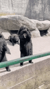 a group of bears standing on their hind legs