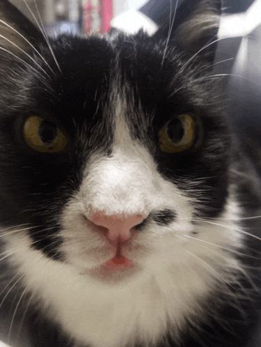 a close up of a black and white cat 's face with yellow eyes