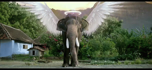 Senthil Elephant Wing GIF - Senthil Elephant Wing Elephant GIFs