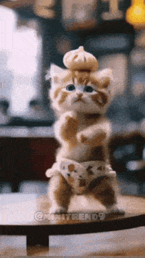 a kitten wearing a diaper and a pumpkin on its head is standing on a table ..