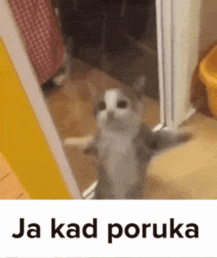 a cat is standing in front of a mirror with the words ja kad poruka written below it