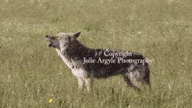 a coyote is standing in a grassy field with its mouth open