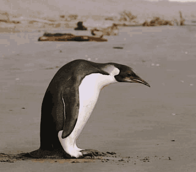 a black and white penguin is standing on a beach