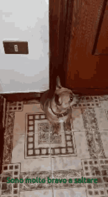 a dog standing in front of a door with the words sono molto bravo a saltare written on the bottom