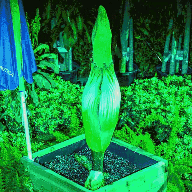 Corpse Flower GIF - Corpse Flower GIFs